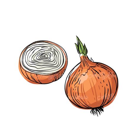 onion clipart onion png vegetable clip art digital  etsy