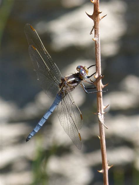blue dragonfly  image peakpx