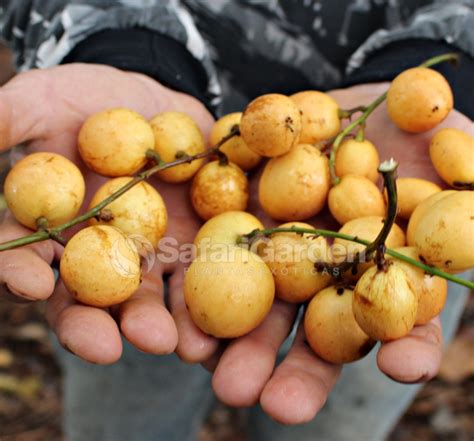 Mudas de Frutas Exóticas - Safari Garden
