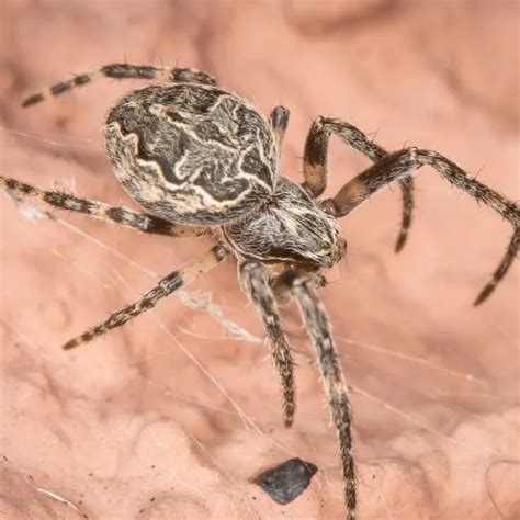Spiders in Pennsylvania (51 Different Species) - SnakeTracks.com