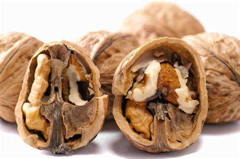 What Is A Kernel Food at Carmen Pink blog