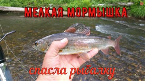 ХАРИУС НА МОРМЫШКУ (мушку) С ПОПЛАВКОМ ПО РЕЧКЕ. СПАС ОТ ПИЯВКИ ...