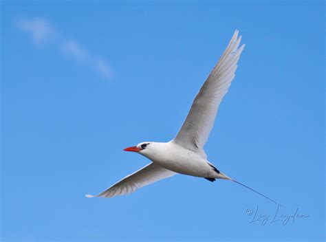 Red-tailed Tropicbird – Liz's World