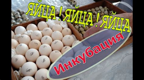Яйца, яйца, яйца! Сбор Хранение Инкубация // Мое хозяйство - YouTube