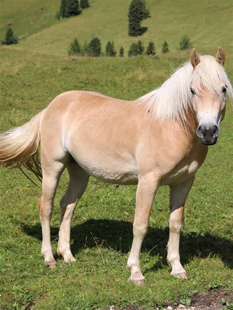 mare horse     wild jolie