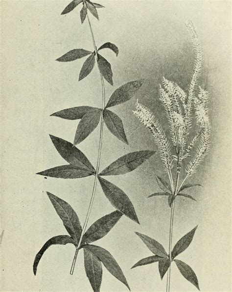 Wisconsin Wildflower | Culver's Root | Veronicastrum virginicum