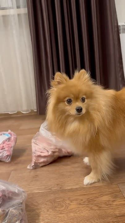 мой первый заказ еды для животных🐶 #dog #pets #petfood #dogfood # ...