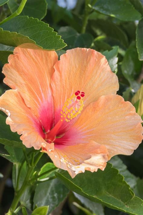 hibiscus meaning explained symbolism  mythology