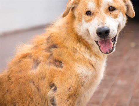 pictures  dog scabies  veterinarian comments