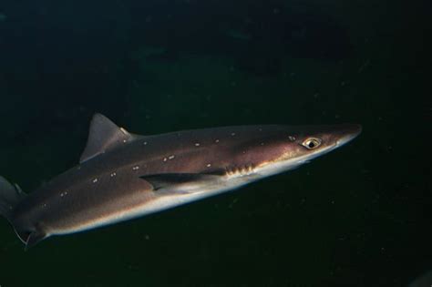 Squalus acanthias
