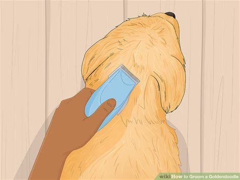 how to groom a goldendoodle at home