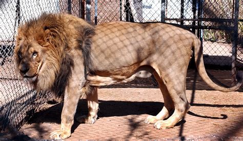trophies body parts  animals dominate global lion trade data