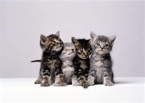 Cutest Kittens Wallpapers - Wallpaper Cave
