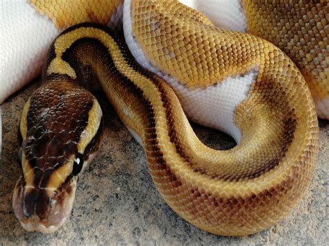 Morph List - World of Ball Pythons