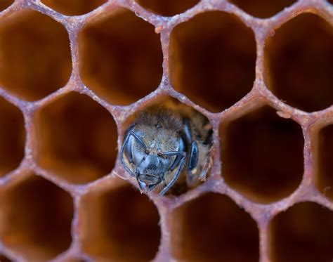 premium photo yong bee