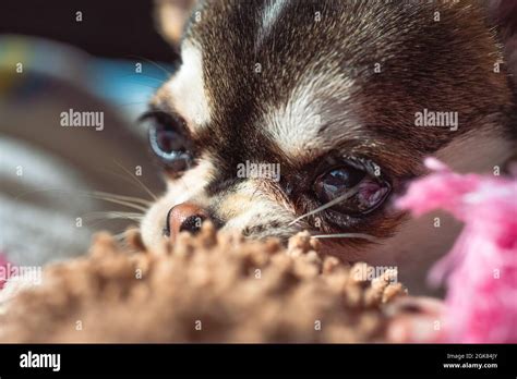 Chiwawa Chihuahua dog puppy Stock Photo - Alamy