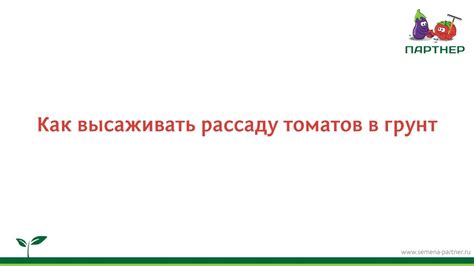 Как высаживать рассаду томатов в грунт - YouTube