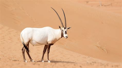 АРАВИЙСКИЙ ОРИКС ᐈ Фото и описание