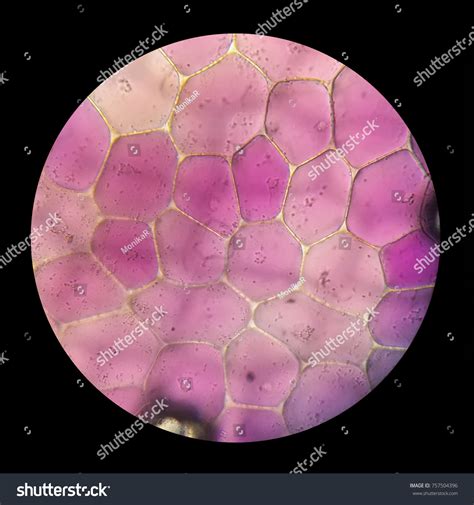 Microscopic Photo Rhoeo Discolor Violet Epidermis Stok Fotoğrafı ...