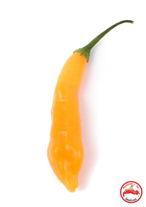 Sugar Rush, Long Peach » Fatalii Seeds