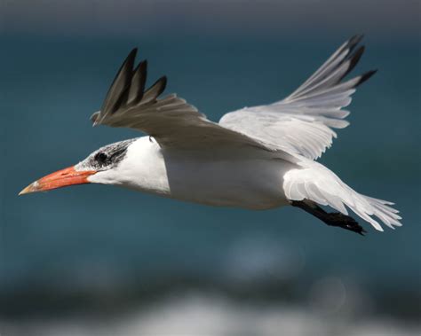Shorebirds, Gulls and Terns – Perth Birds and Bush
