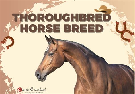 Thoroughbred Horse Breed: Unraveling The Elegance Of Speed