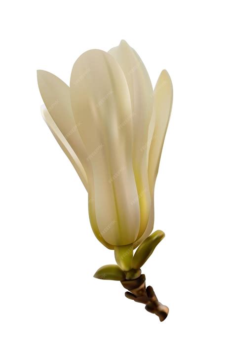 Premium Vector | White magnolia flower white background