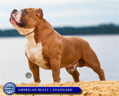 American Bully Standard