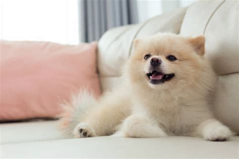 Cute Fluffy Dogs