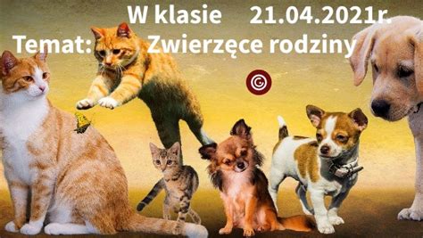 Zwierzęce rodziny