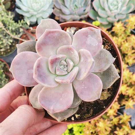 Graptopetalum 'Purple Delight' | Rooted in Paradise Succulent Studio ...