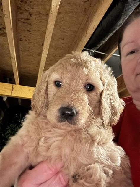 Beauty - Goldendoodle Puppy for Sale in Greenville, OH | Lancaster Puppies