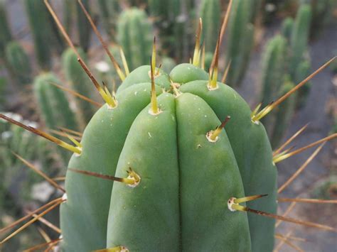 San Pedro Island | San Pedro Cacti - Trichocereus Family