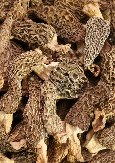 18 Types Of Morel Mushrooms | A Guide On Types Of Morel Mushrooms