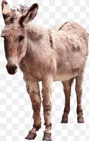 Hinny Horse Donkey, PNG, 3000x3000px, Hinny, Breed, Dog, Dog Breed, Dog ...