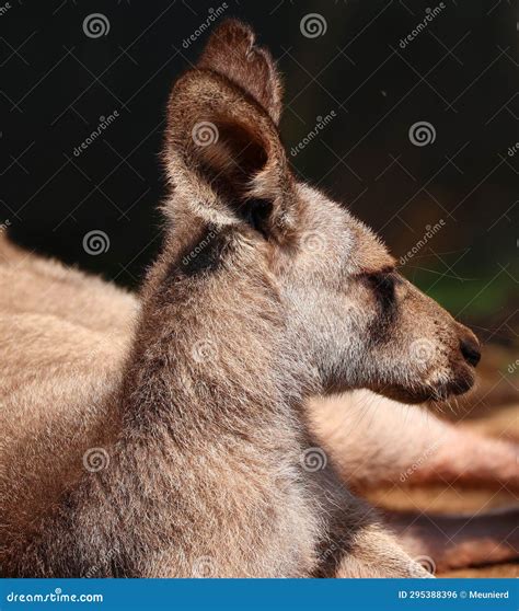 The Kangaroo is a Marsupial from the Family Macropodidae Stock Photo ...