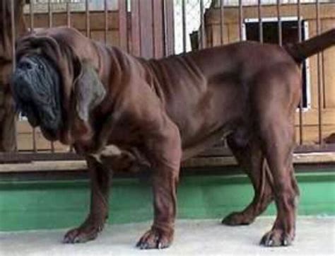 20 best images about Korean Mastiff on Pinterest | Bloodhound puppies ...