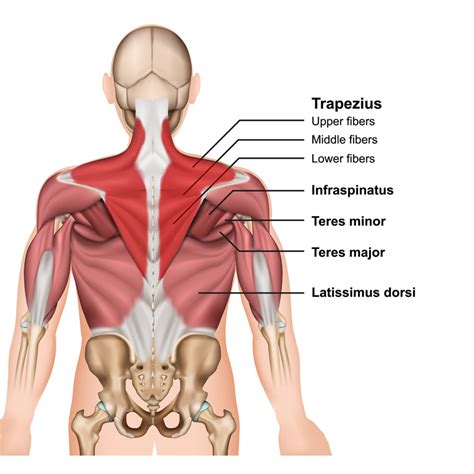 trapezius surface anatomy  elaine boehme blog