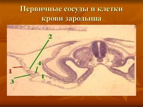 Кроветворение. Центральные и периферические органы иммунной системы ...