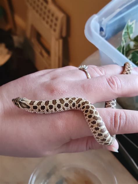 normal   expression conda western hognose morphmarket reptile