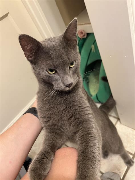 Found Cat : r/bloomington