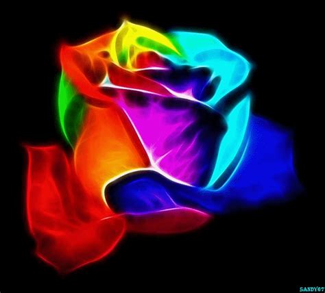 color rose