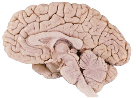 internal structures   brain diagram quizlet