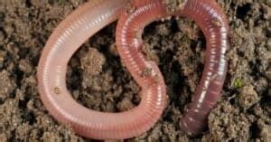 key facts  earthworms   animals