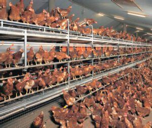 english poultry breeds  meat  eggs