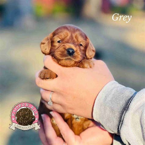 Sally’s Pups are 3 Weeks Old! – Rainbow Row Labradoodles