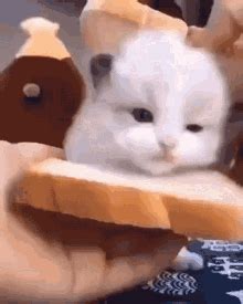 Bread Cat GIFs | Tenor