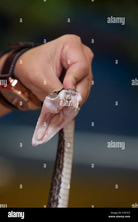 Habu snake hi-res stock photography and images - Alamy