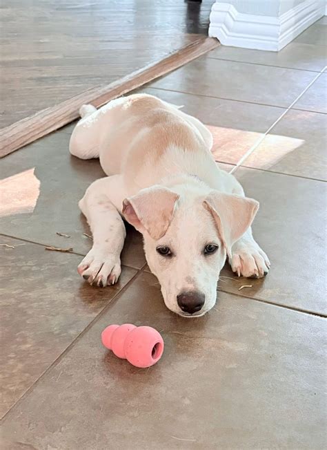 Adopt Thumper Today - Find Paw Pal