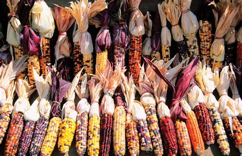 corn history cultivation  description britannica